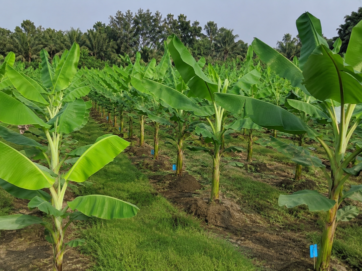 টিস্যু কালচারে ভাইরাসমুক্ত কলার চারা: কলা চাষে নতুন দিগন্তের উন্মোচন