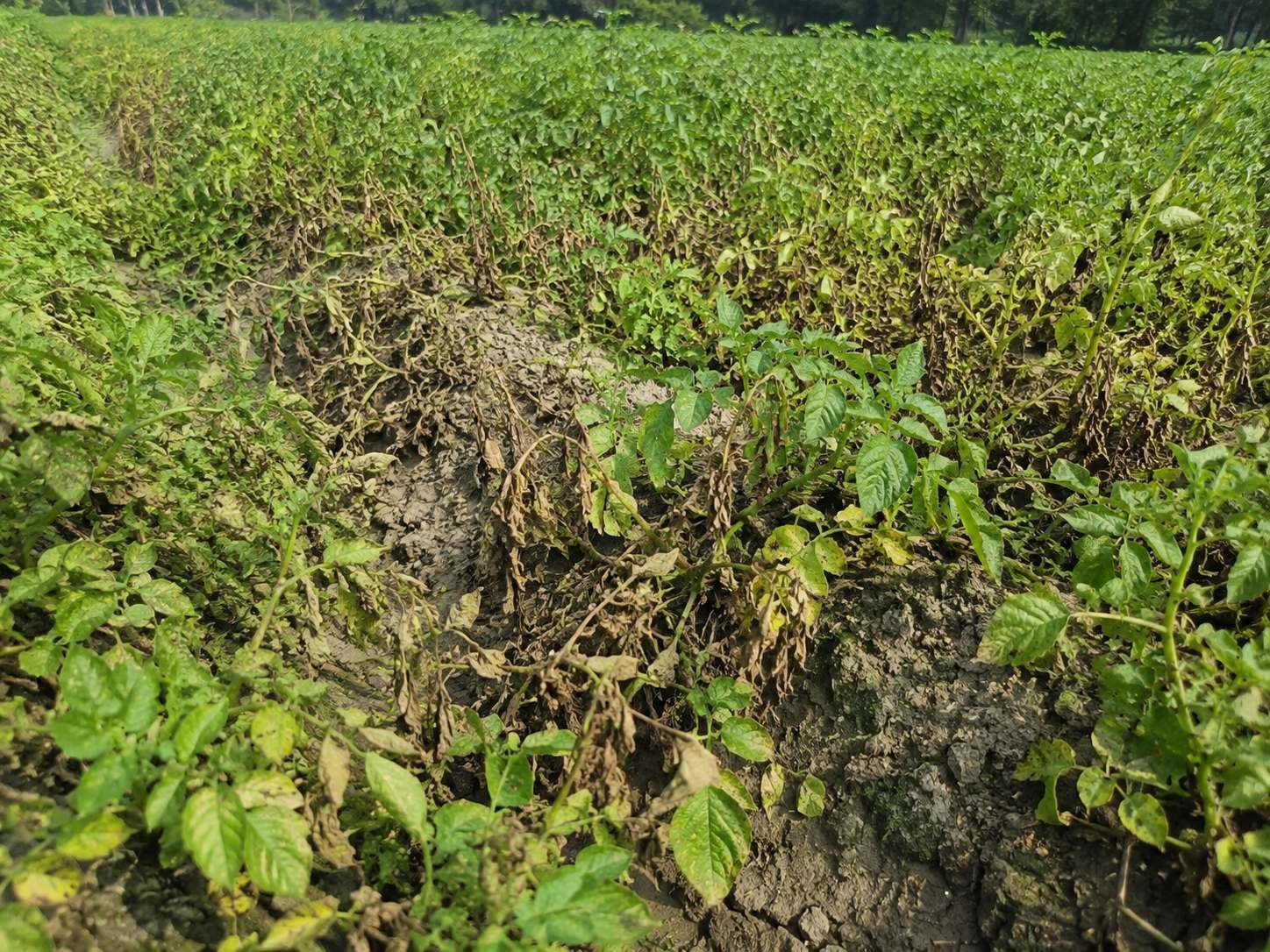 আলুর ছত্রাকজনিত রোগ শনাক্তকরণ ও সমন্বিত দমন ব্যবস্থাপনা