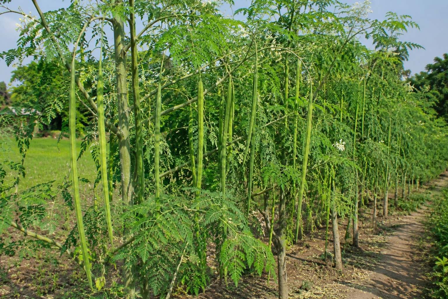 বারোমাসি সজিনা চাষ: অল্প জমিতে সারা বছর পুষ্টিকর পাতা উৎপাদনের সহজ কৌশল