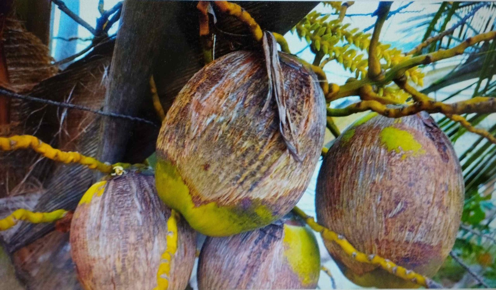 নারিকেলের মাকড়সা পোকা দমনে কৃষকের করণীয়: ক্ষতির লক্ষণ, প্রতিরোধ ও সমন্বিত দমন ব্যবস্থাপনা