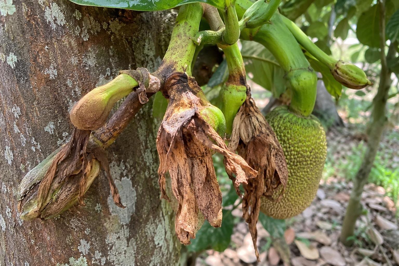 কাঁঠালের মূচী ঝরা রোগ দমনে কৃষকের করণীয়: লক্ষণ, কারণ, প্রতিকার ও ফলন বৃদ্ধির কার্যকর উপায়
